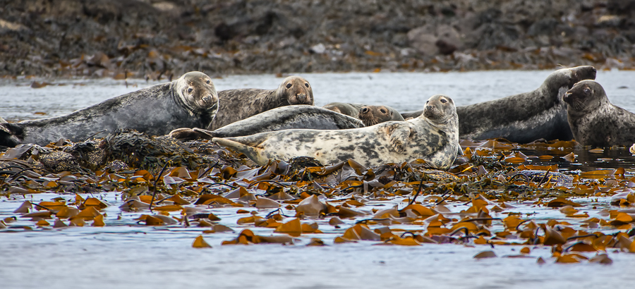 Foca comune, Isola Lunga, Ebridi Interne - (Common Seal, Lunga Island, Inner Hebrides)