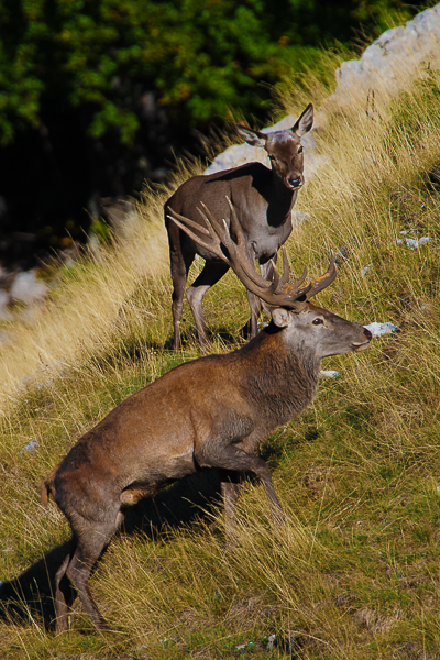 Cervo, Parco Nazionale d'Abruzzo  - (Deer, National Park of Abruzzo, Italy)