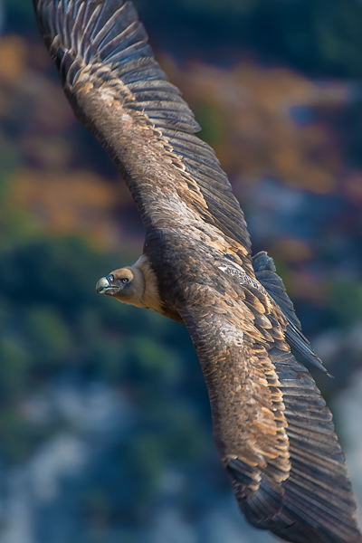Grifone, Canyon del Verdon, Francia -  (Griffon Vulture, Canyon of Verdon, France)