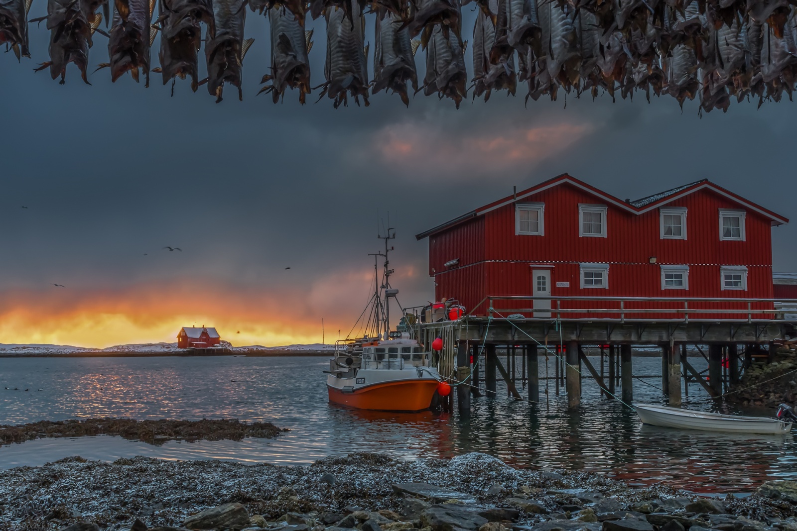 Norvegia Isole Lofoten - Isola di Rost e lavorazione del merluzzo