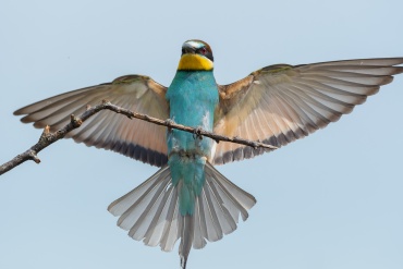 Gruccione, Parco nazionale del Circeo - (Bee-eater, National Parck of Circeo, Italy)