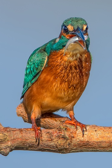 Martin pescatore, Parco Nazionale del Circeo - (Kingfisher, National Park of Circeo, Italy)