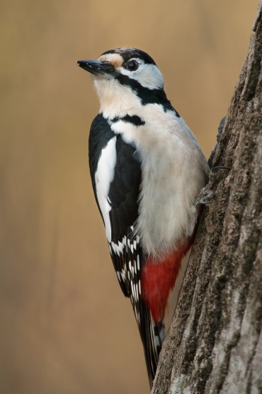 Picchio rosso Maggiore, Oasi di Alviano, Italia - (Great Spotted Woodpecker, Oasis of Alviano, Italy)