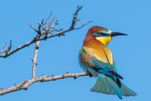 Gruccione, Parco nazionale del Circeo - (Bee-eater, National Parck of Circeo, Italy)