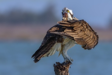Falco pescatore
*****
è molto arrabbiato con le cornacchie che non smettono di mobbarlo. Foto pubblicata sul numero di Aprile 2020 della rivista NPhotography
