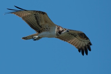 Falco pescatore
*****
Parco Nazionale del Circeo periodo ottobre - gennaio