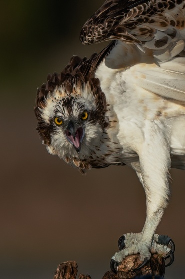 Falco pescatore
*****
Ritratto del falco pescatore colto nel momento in cui una cornacchia lo stava mobbando