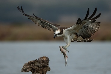 Falco pescatore
*****
Falco pescatore nel momento in cui arriva al posatoio per mangiare la sua preda, uno splendido muggine.