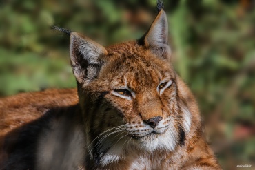 Lince
*****