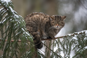 Gatto selvatico sotto una nevicata
*****