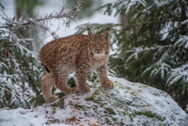 Lince
*****