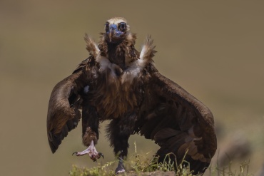 Avvoltoio monaco - (Aegypius monachus) - questo avvoltoio si è avvicinato al capanno saltellando, io stavo con la D500 (aps-c) e con il 500mm f4 ho scattato sperando di non tagliarlo, per fortuna è andata bene. E' un esemplare stupendo.
