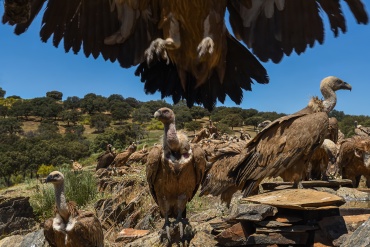 avvoltoi - sono circondato da avvoltoi, sono venuti più vicini al capano per abbeverarsi e qualcono si posa addirittura sul tetto del capanno.
